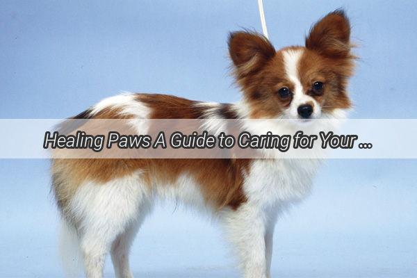 Healing Paws A Guide to Caring for Your BackPunctured Pooch with Love and Expertise